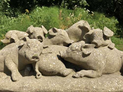 Piglets